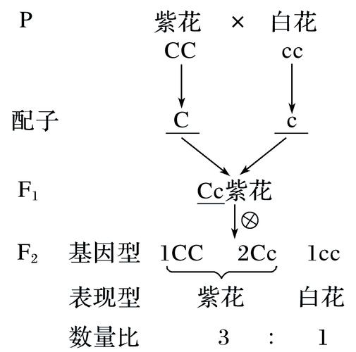 常用的杂交方式有哪些？成对杂交、复合杂交、回交介绍(图2)