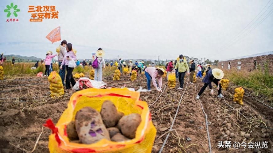 农民种地愁销路怕天灾？银行+保险+期货模式帮大忙