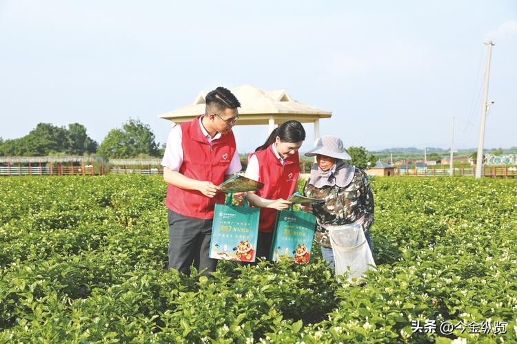 农民种地愁销路怕天灾？银行+保险+期货模式帮大忙(图2)