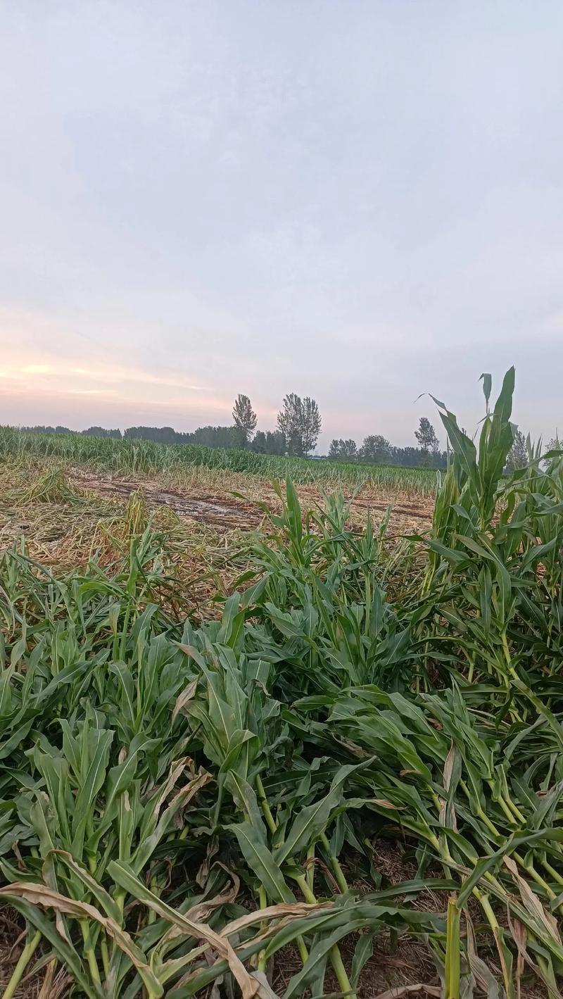 农民种地愁销路怕天灾？银行+保险+期货模式帮大忙(图8)