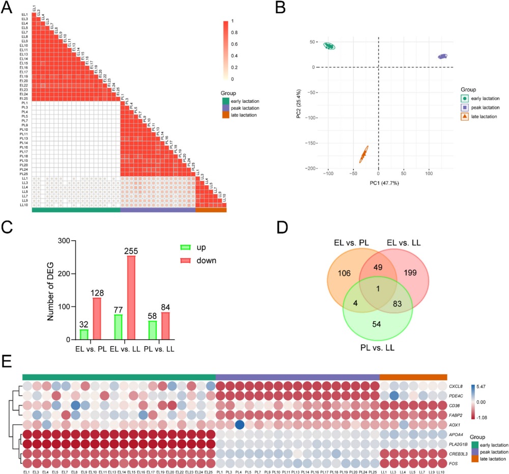 聚焦奶牛泌乳曲线关键期，解析分子响应过程(图2)