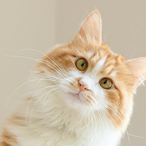 小赢卡贷是骗局吗？律师提醒：先查平台资质防套路贷(图5)